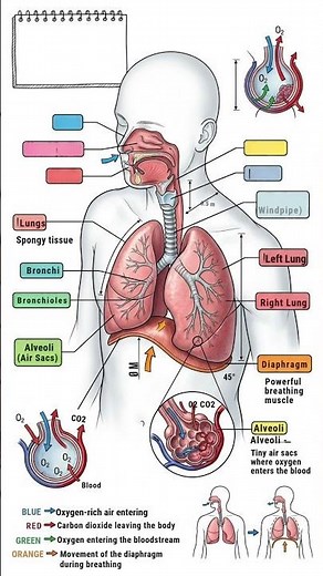 Human Respiratory System | Parts & Functions Explained | Science for Kids