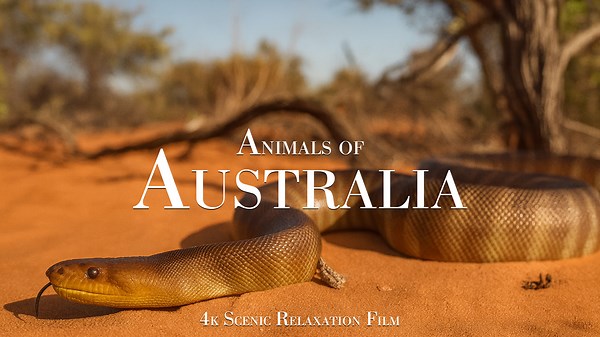 Exploring Animals of Tasmania and the Outback of Australia – Captured in 4K