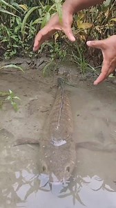 1.4M views · 10K reactions | Amazing fishing idea  . #reels #instagood #fishing #viral #cr7 #Ideas #creative #vlog #trending #trendingreels #Respect #challenge #islamic #trend #Amazing #fishinglife #bigfish #india #usa #islam #Arsenal #BBNaija | Furry Fables | Facebook
