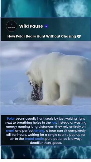 How Polar Bears Catch Seals 🐻‍❄️ #shorts
