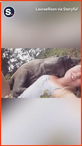 24K views · 3.4K reactions | The bond between this veterinary nurse and orphaned Rhino calf is so special! | storyful | Facebook