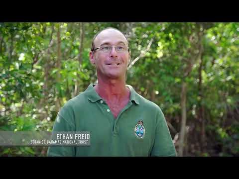 Bahamas Wildlife: Birds, Turtles & Iguanas | Undiscovered Vistas 106