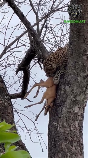 121K views · 448 reactions | Why do cheetahs climb trees with their prey? | Random Art | Facebook