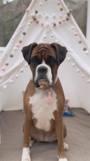 We got Avery and Brinley a Teepee tent! #boxerdog #doglife