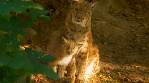 Wild love between lynx and cub