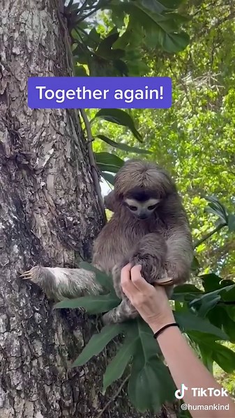 Fast Facts About Sloths: Can they Move Faster than You Think?