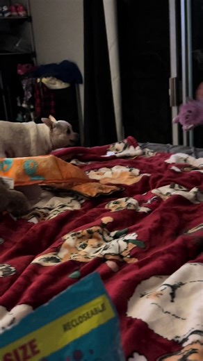 Dad thinks I’m his own personal pack pony! 🐎. . #peanut #chihuahua #dogs #rescuepup #sandiego