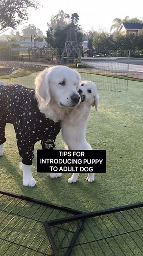 I got so many questions back yesterday about introducing a puppy or new dog into the home that I thought I’d post on it today. I’ll lead with this: GO SLOW. I mention “slow is fast” all of the time, but it is tremendously important with this decision. You can never go too slow - only too fast. We have had Lucy here for about a month now and we have kept her behind a gate in the same room with Rufus and Harper. She has plenty of space to move about, but Rufus and Harper can choose to stay in the 