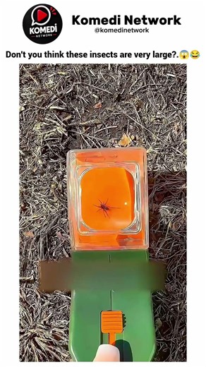 Don't you think these insects are very large? 😱😂😂 #shortvideo #funny #komedi #viral #shorts #short