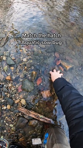 Winter Fly Fishing Tips: Using Aquatic Sow Bugs
