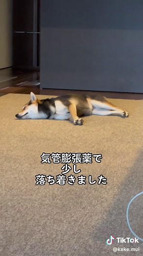 小型犬に多い気管虚脱の症状と対処法