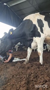 22K views · 1.2K reactions | O colostro precisa nas primeiras 4h depois de nascer | Diário de uma produtora de leite | Facebook