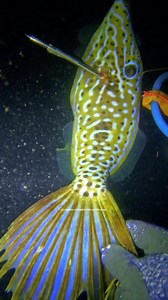 Malaking leather jacket fish ang napana ng bayaw ko. #leatherjacketfish #nightspearfishing #nightdiving #kuyanono #spearfishing #adventure | KuyaNono Spearfishing Adventures