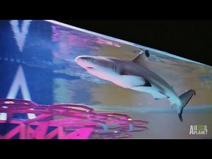 Applebee's Coney Island Tank | Tanked