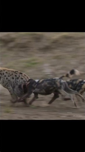Wild Dogs Attack Hyena By info wild news