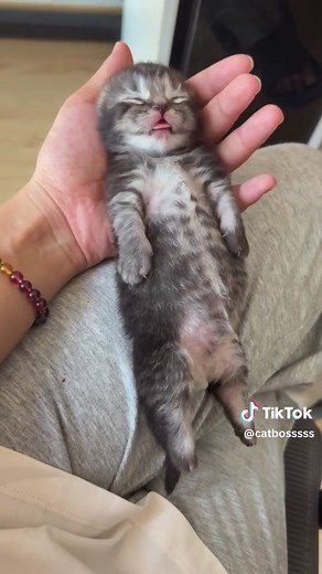 Adorable Kittens: The Cutest Cat Moments