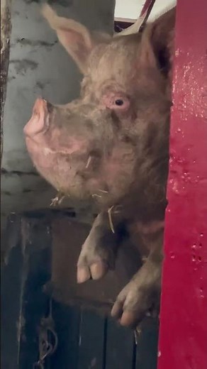 Massive Pig Stands Tall at Tatton Farm | Big Bore at the Door!