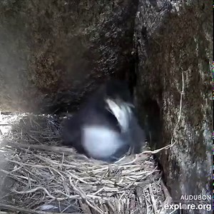 Baby-led weaning's going great, thanks. | explore.org