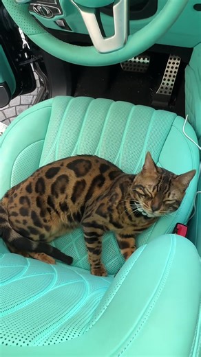 Bengal Cats Playing in the Snow: Adorable Clips