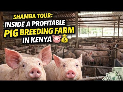 Shamba Tour: Inside a Profitable Pig Breeding Farm in Kenya 🐖💰