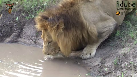 Huge Male Lion Drinking
