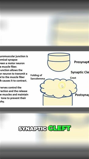 Synaptic Cleft Explained: Presynaptic & Postsynaptic Basics #shorts