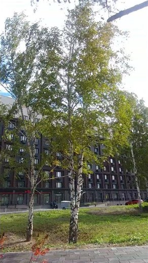 Russia Birch Part 1 20250912 #nature #relax