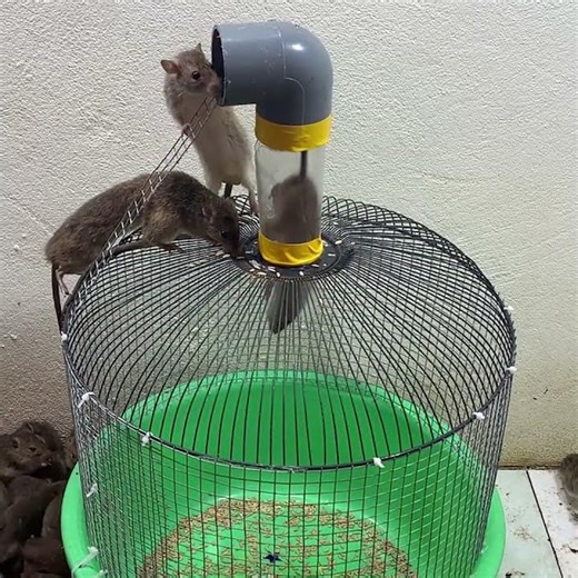 DIY mousetrap // the best way to catch mice 3