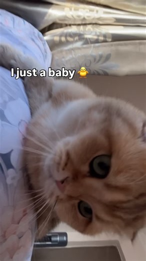@tutumotu on Instagram: "just a baby #reels #cat #catvideos #viral"