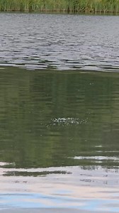 When you see lots of bubbles rising to the surface while fishing, it’s usually a good sign that fish are active beneath you. Carp in particular are known for rooting around in the lakebed as they search for natural food like bloodworm, snails, and other invertebrates. As they disturb the silt, trapped gases are released, creating streams or patches of bubbles that break the surface. These feeding bubbles often appear in clusters or in a consistent area, and you might even notice the water becomi