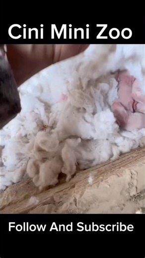 cinimini zoo #shorts #viralvideo #shortvideo