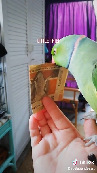 #parrot #parrotsoftiktok #parrottalk #parrotslover #parrots #ringneckparrot #indianringneckparrot #pappegaai#afrikaans #afrika #afrikaanscomedy