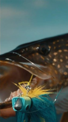 THE MOST BEAUTIFUL pike on a HARMONIOUS COMBO of Snatcher and Rowdy Head🔥 #teammida #snatcher #ro...