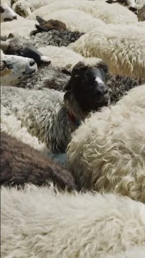 The Scottish Sheep Discovery That Changed History Forever