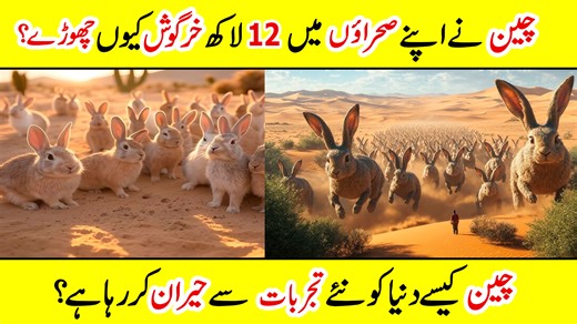 123K views · 5.4K reactions | UNBELIEVABLE! China Breeds 1,200,000 Rabbits in The Desert to Turn The Desert into an Forest! #china ##rabbit #chinarebbitproject | Amazing Info | Facebook