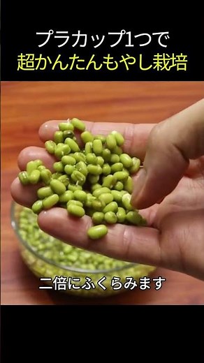 【もやし栽培】プラカップ1つで超かんたん！4日で作れる裏ワザ