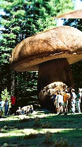 World’s Largest Living Organism #oregon #malheurnationalforest #largestlivingorganism #armillariaostoyae #honeymushrooms | Unsolved Mysteries & Paranormal Activities