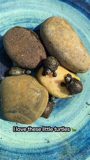 These little turtles are copper purification ornaments that help to naturally purify the bird bath water. I just think they’re so cute 🐢❤️🐢 #birdbath #copper #birdwatching #turtle#CapCut