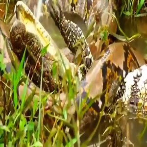 Horrible: the python swallowed the huge crocodile in just a few minutes😀 | Family Storm Stories
