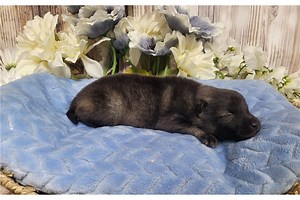 Shiloh - Keeshond Puppy F38A8C