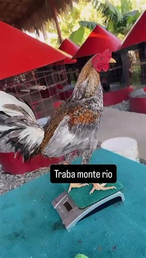 Hacienda Guzmán. on TikTok