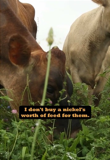 Improving Farmer Lives with Profit Focused Farming