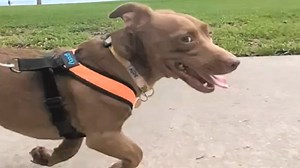 Caged dog's heartbreaking response to adoption We interviewed instagram.com/leonardmuffins for this video produced exclusively by GeoBeats. | GeoBeats Animals