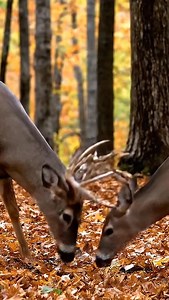 Ohio Deer PSA 🚨 With bow season here, bucks are warning their buddies: stay away from those corn piles in daylight. That’s where the crossbow guys camp out… and let’s be honest, crossbows ain’t bowhunting. Stay sharp, stay alive. | The Whitetail Experience