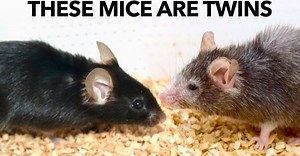 How to Slow Aging (and even reverse it) – Lifeboat News: The Blog