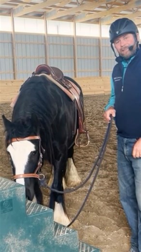 MEMBERSHIP VIDEOS 🐴 Target Training Dangers In this excerpt Mark introduces us to Dobby - a gypsy cob who suffers from anxiety due to a combination of negative and positive reinforcement training. Fearful or pressure - Dobby looks to self soothe by chasing a dopamine hit (treats) but alas this only makes him feel worse due to ‘treat withholding anxiety’ - which keeps him in a cycle of being stuck between the past (fear of pressure) and the future (chasing dopamine and worrying about getting it)
