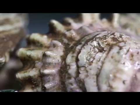 This Group of Alabama Farmers is Redefining Gulf Oysters