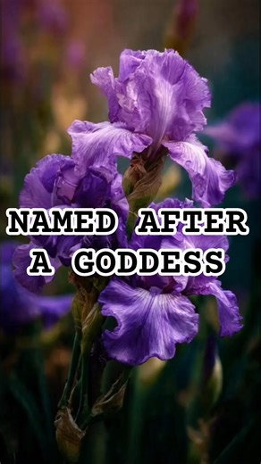 This Flower Was Named After a Goddess🌸 #flowerfacts #natureshorts #thefanofflora #flowers