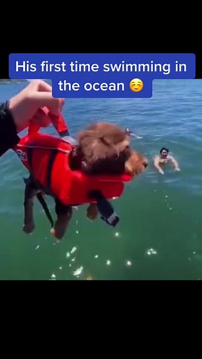 Goofy Animals on TikTok