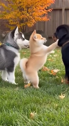 You Won't Believe How This Tiny Puppy Stops an Argument!#doggo